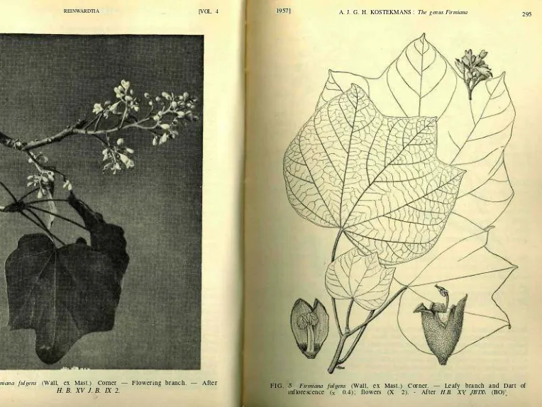 FIG. 4. Firmiana fulgens (Wall, ex Mast.) Corner — Flowering branch. — After