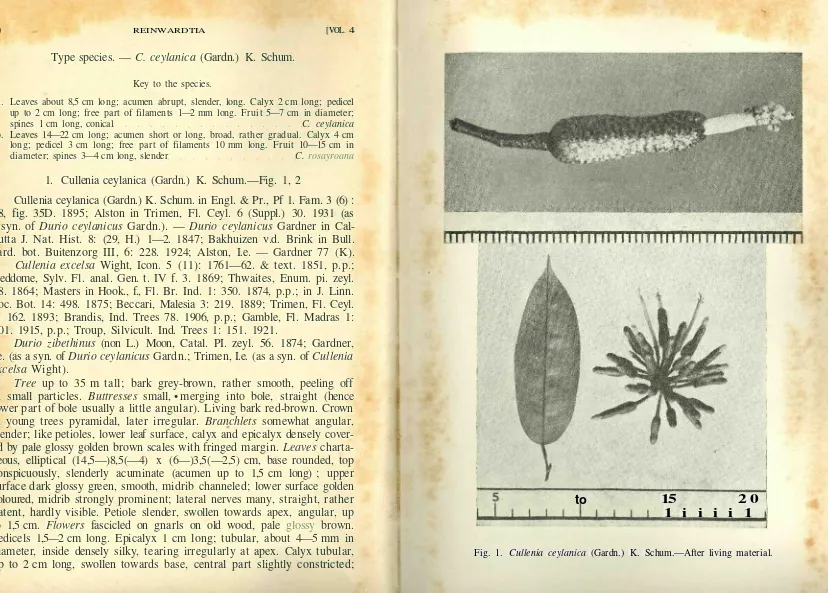 Fig. 1. Cullenia ceylanica (Gardn.) K. Schum.—After living material.
