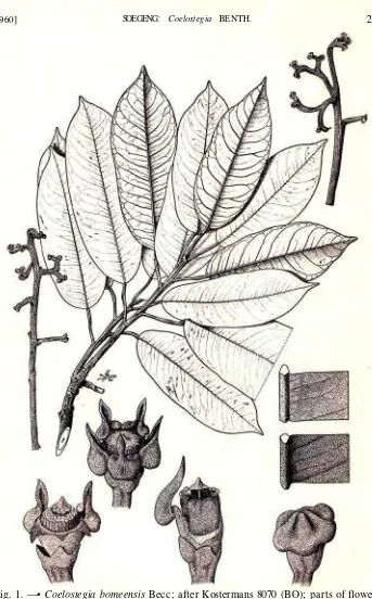Fig. 1. —• Coelostegia bomeensis Becc; after Kostermans 8070 (BO); parts of flowersX 4.5; details of leaves x 9; inflorescence X 0.45.