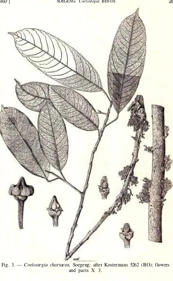 Fig. 3. — Coelostegia chartaeea, Soegeng; after Kostermans 5262 (BO); flowers