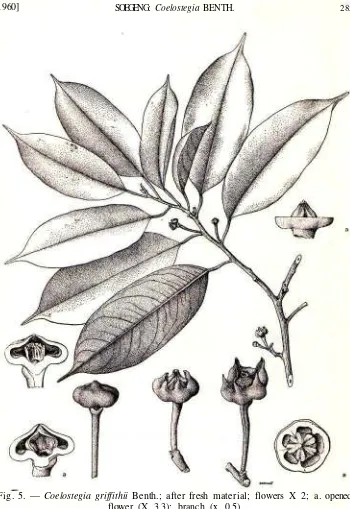 Fig. 5. — Coelostegia griffithii Benth.; after fresh material; flowers X 2; a. opened