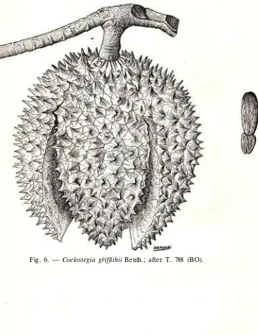 Fig. 6. — Coelostegia griffithii Benth.; after T. 788 (BO).