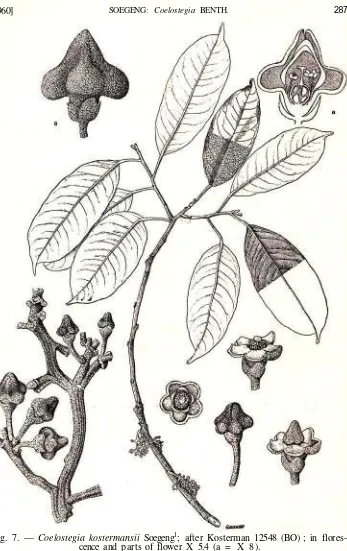 Fig. 7. — Coelostegia kostermansii Soegeng1; after Kosterman 12548 (BO) ; in flores-cence and parts of flower X 5.4 (a = X 8).