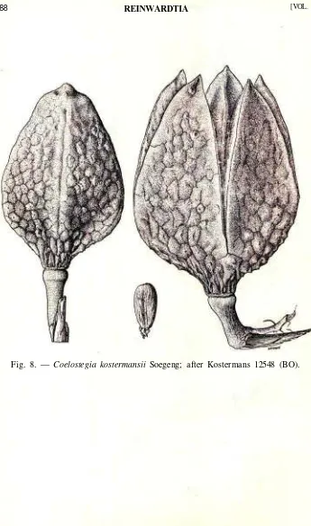 Fig. 8. — Coelostegia kostermansii Soegeng; after Kostermans 12548 (BO).
