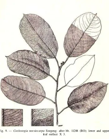 Fig. 9. — Coelostegia neesiocarpa Soegeng; after bb. 11288 (BO); lower and upper