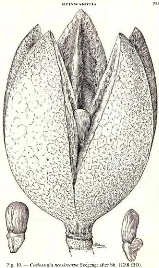 Fig. 10. — Coelostegia neesiocarpa Soegeng; after bb. 11288 (BO).