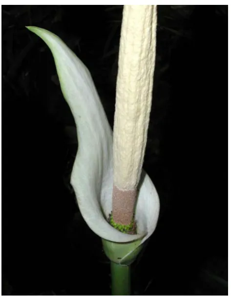 Fig. 3. Amorphophallus variablilis