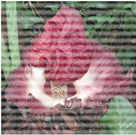 Fig. 1. Amorphophallus paeoniifolius 
