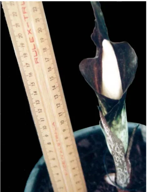 Fig. 2. Amorphophallus sagittarius 