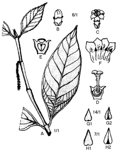 Fig. 3. Hypobathrum bangueyense; A. flowering shoot from P. Castro & F. Melegrito 1445; B