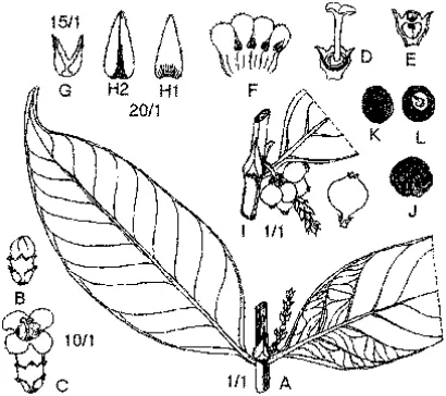 Fig. 7.  Hypobathrum glaberrimum; A. flowering shoot from Amdjah  346; B. flower bud; C