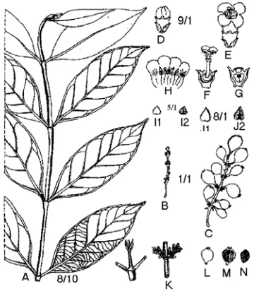 Fig. 8.  Hypobathrum glabrum; A. shoot, B. inflo-rescence and C. fruiting  from H. Winkler  2577; D
