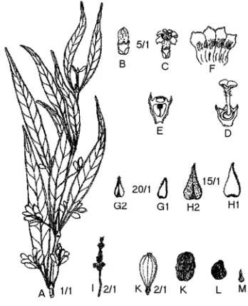Fig. 9. Hypobathrum lithophilum, A. flowering shoot  