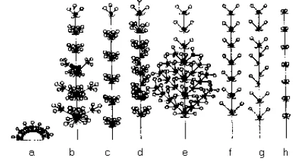 Fig. 1. The arrangement of flowers in inflorescence: a. densely compound dichasia; b. compound  ver-ticillate  dichasia; c