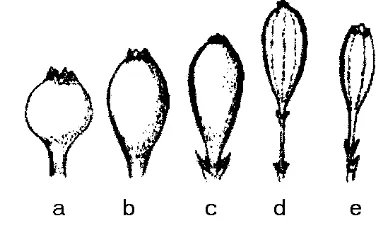 Fig. 2. The fruit shape:  a. subglobose, b. elliptic, c.  obovate,  d. pyriform, e. turbinate