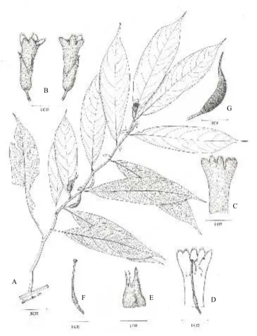 Fig. 4. Cyrtandra widjajae. A. Habit; B. Flowers; C. Corolla (outside); D. Corolla (inside); E