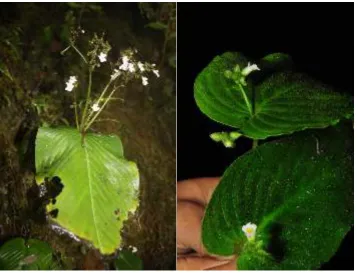 Fig. 5A. Monophyllaea anthocrena 