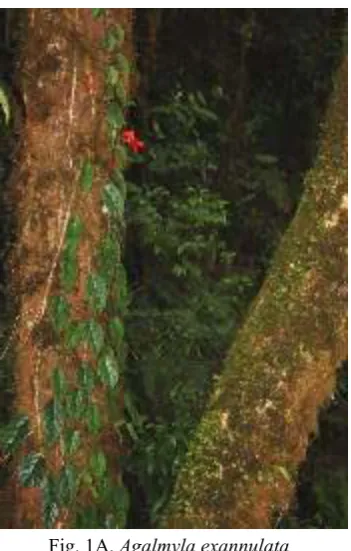 Fig. 1B. Agalmyla remotidentata 