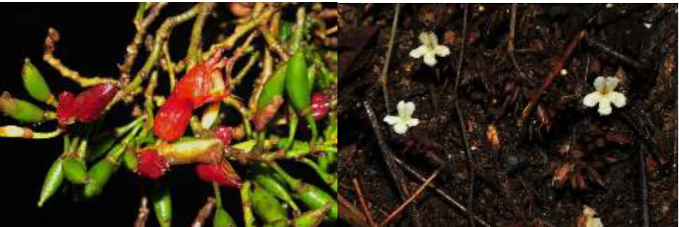 Fig. 3A. Cyrtandra coccinea var. celebica  