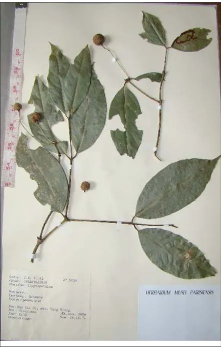 Fig. 1a. View of herbarium type specimen of the Glyptopetalum vidalii I. Savinov, spec