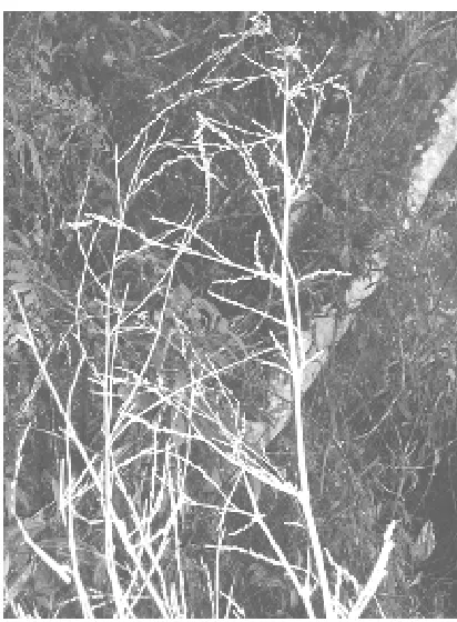 Fig. 5. Inflorescence of  Dinochloa sepang Widjaja & Astuti. Picture in the type locality