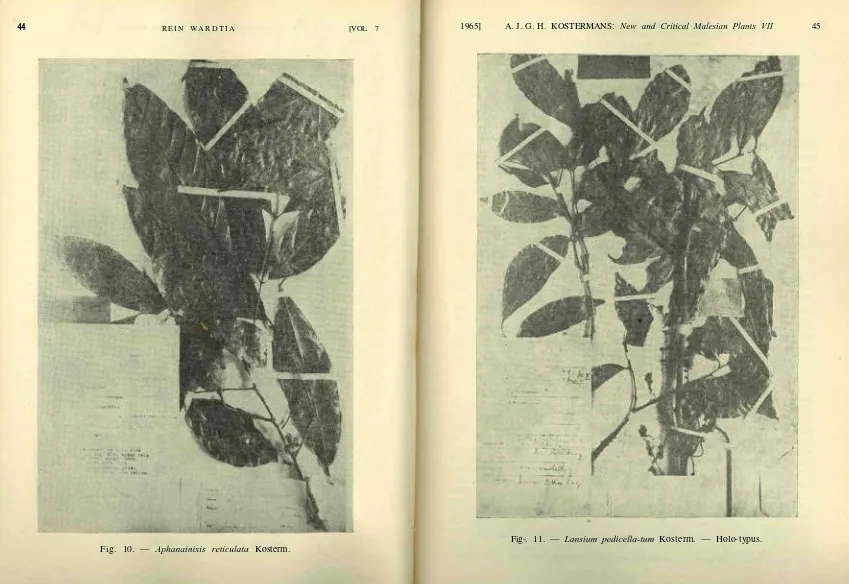 Fig-. 11. — Lansium pedicella-tum Kosterm. — Holo-typus.