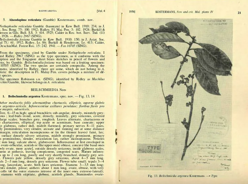Fig. 13. Beilschmiedia argentea Kostermans. —• Type.