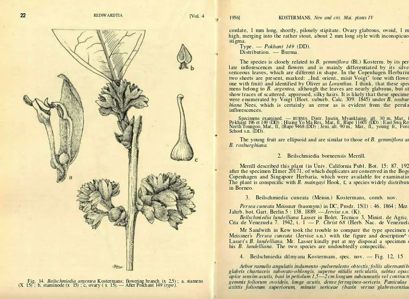Fig. 14. Beilschmiedia argentea(X 15) ; b, staminode (x 15) ; c, ovary ( x 15). — After Pokhant 149 Kostermans; flowering branch (x 2,5) ; a, stamens (type).