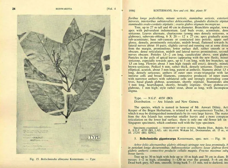 Fig. 15. Beilschmiedia dilmyana Kostermans. — Type.