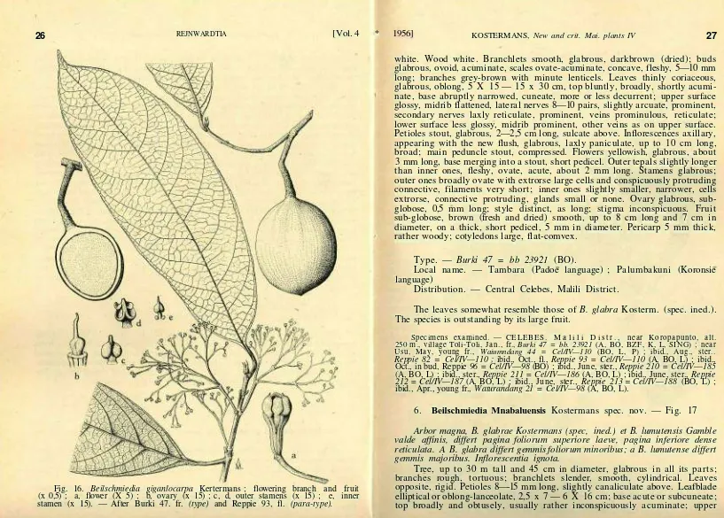 Fig. 16. Beilschmiedia giganlocarpa Kertermans ; flowering branch and fruit(x 0,5) ; a, flower (X 5) ; b, ovary (x 15) ; c, d, outer stamens (x 15) ; e, inner