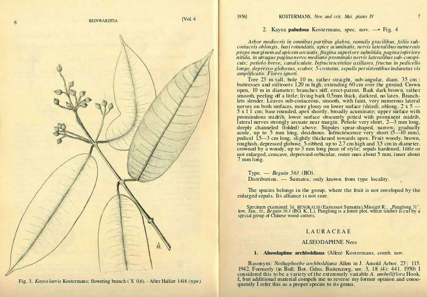 Fig. 3. Kayea laevis Kostermans; flowering branch ( X 0,6). - After Hallier 1418 (type).