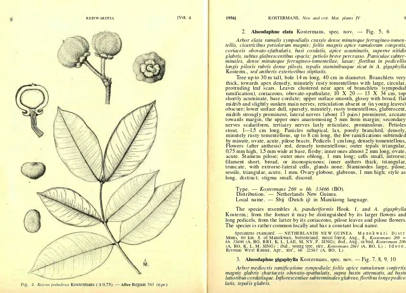 Fig. 4. Kayea paludosa Kostermans ( x 0,75). — After Beguin 563 (type).