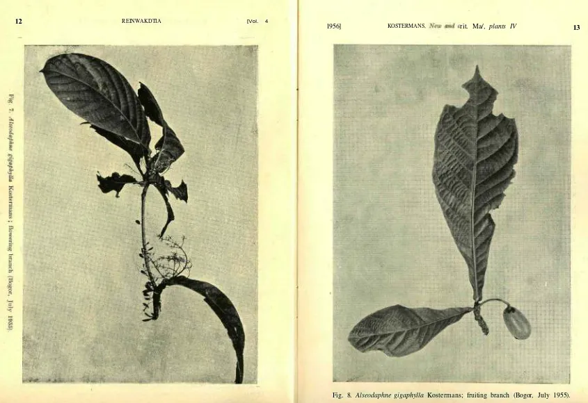 Fig. 8. Alseodaphne gigaphylla Kostermans; fruiting branch (Bogor, July 1955).