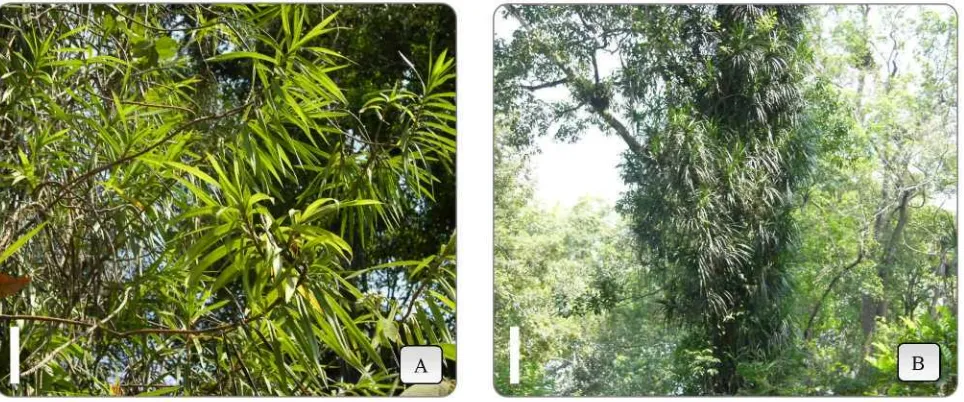 Fig. 1. Habit of Freycinetia spp.: A. F. javanica, scale bar =15 cm. B. F. sumatrana, scale bar = 2 m.