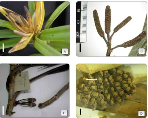 Fig. 3. Inflorescence type of Freycinetia spp.: A. Umbel {F. javanica). B. Racemiform (F