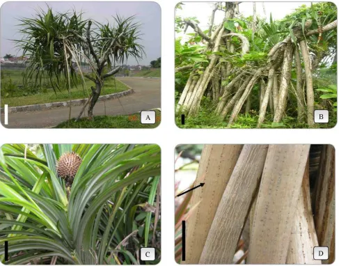 Fig. 6. Prop root type of Pandanus spp.: A. Slender (P. spurius cv. putat). B. Stout (P