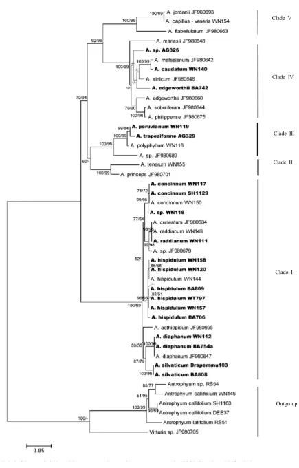 Fig. 2. Neighbour-Joining tree of the trnL-F sequences. Numbers at the nodes indicate bootstrap values (NJ/MP; >50%)