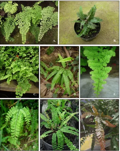 Fig. 3. A. Adiantum sp. WN118 (Bali). B. Adiantum sp. AG326 (Sumbawa). C. A. capillus-veneris WN114 (Java)