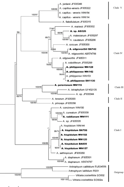 Fig. 1. Neighbour-Joining tree of the rbcL sequences. Figure at the nodes indicate bootstrap values (NJ/MP; >50%)