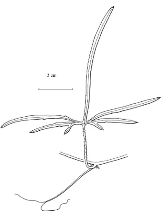 Fig. 1. Diplocyclos palmatusDuyfjes: Leaf ( (L.) C. Jeffrey var. pedata (Merr.) W.J. de Wilde & Ramos BS 27490, BM, syntype)