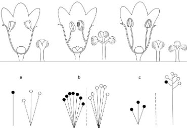 Fig. 2. Schematic longitudinal sections of male flowers, stigmas, and schemes of  (dioecious); black dot = female flower, open dot = male flower).inflorescences of a