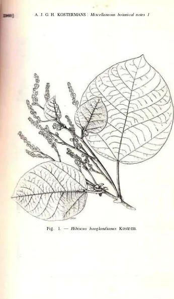 Fig. 1. — Hibiscus hooglandianus Kosterm.