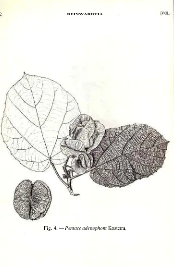 Fig. 4. — Pentace adenophora Kosterm,