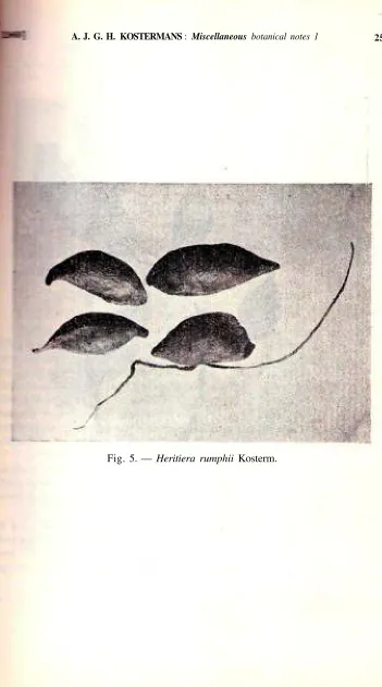 Fig. 5. — Heritiera rumphii Kosterm.