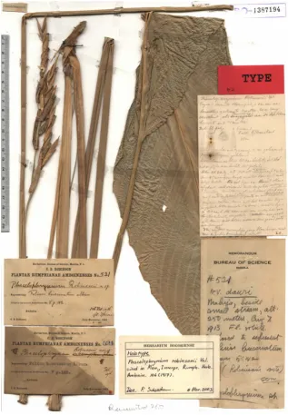 Fig. 2. . Phrynium robinsonii  (Valeton) Suksathan & Borchs. 