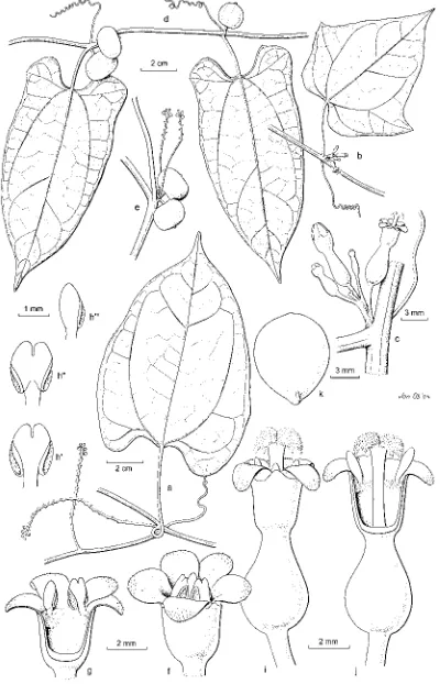 Fig. 1. Kedrostis bennettii (Miq.) W.J. de Wilde & 