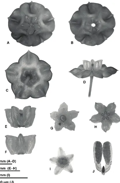 Fig. 1. Hoya narcissiflora. A. Flower from above. B. Corolla with corona removed. C. Corolla and calyx, from underneath