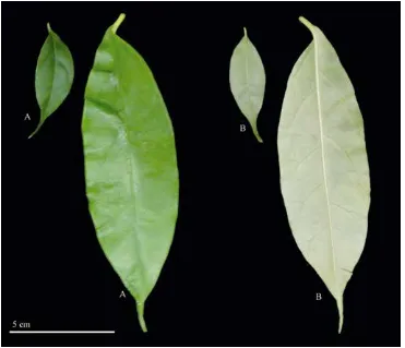 Fig. 2. Hoya narcissiflora. Inflorescence from a plant in cultivation. A. From above. B
