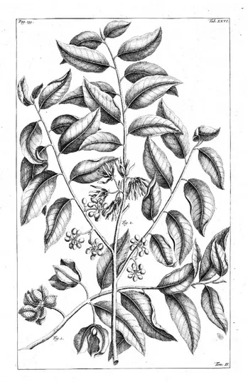 Fig. 1. Cananga sylvestris trifolia Rumph. ≡ Goniothalamus tripetalus (Lam.) Veldk. & R.M.K