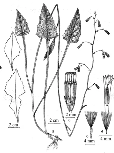 Fig. 1.  Prenanthes steenisii Tjitrosoedirdjo. a. habit; b. leaf variations; c. head; d